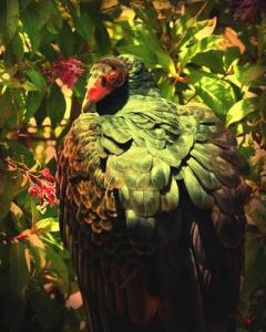 New Photo Art Print . The Turkey Vulture By Wingsdomain