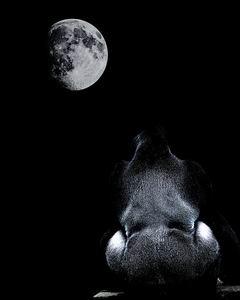 New Photo Art Work . The Ape And The Moon By Wingsdomain