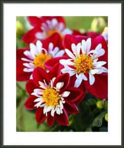 Give Your Mother A Creative Original Art Or Photograph Framed Print From Wingsdomain For Mothers Day