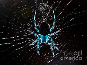 Blue Spider .. By Wingsdomain.com