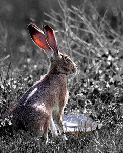 New Photo Artwork Print For Sale . How About Two Out Of Three . Natures Tortoise And The Hare      