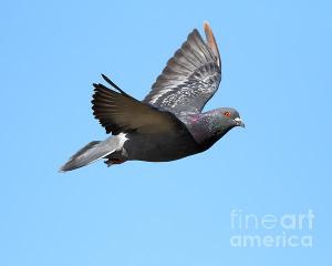 Wingsdomain Thanks Art And Photo Collector From West Grove PA Who Purchased A Fine Art Gliclee Print Of Flying Pigeon