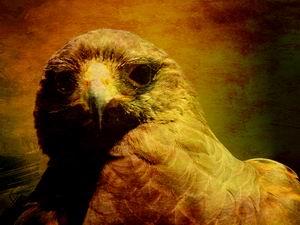 New Photo Art Print . The Hunter . Portrait Of A Hawk . By Wingsdomain