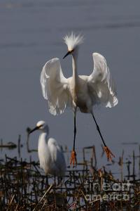 Snowy Egret . They Call Me Happy Feet Too . By Wingsdomain.com Art And Photography