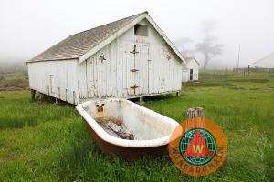 Outdoor Bath At The Old Pierce Point Ranch In Foggy Point Reyes California By Wingsdomain Art And Photography