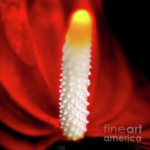 Wingsdomain Thanks Art And Photo Collector From Fredericksburg VA Who Purchased A Print Of Anthurium Red Flamingo Flower . Square