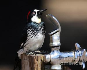 Thirsty Woodpecker . By Wingsdomain.com