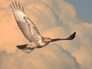 Soar With Hawks And Other Birds Of Prey . A Visual Journey By Wingsdomain