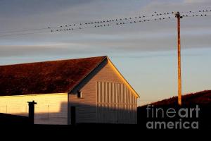 Wingsdomain Thanks Art And Photo Collector From Lincoln NE Who Purchased A Fine Art Gliclee Birds On A Wire