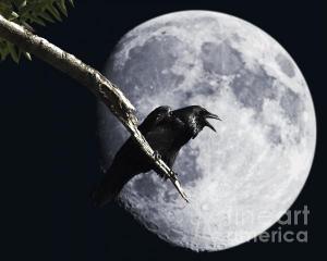 Wingsdomain Thanks Art And Photo Collector From Madison WI Who Purchased A Fine Art Gliclee Raven Barking At The Moon