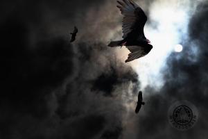 The Vultures Have Gathered In My Dreams . Version 2 . By Wingsdomain.com Art And Photography