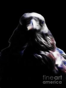 Wingsdomain Thanks Art And Photo Collector From Merriott Somerset Who Purchased A Fine Art Gliclee Print Of Raven In My Dreams