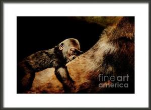 Creative Original Art And Photograph Framed Gliclee Prints From Wingsdomain For Mothers Day