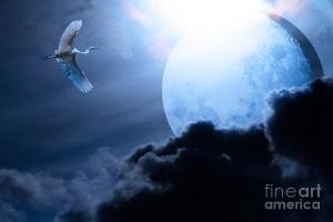Blue Moon . By Wingsdomain.com Art And Photography