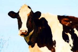 Wingsdomain.com Thanks Art And Photo Collector From Edmunston NB Who Purchased A Fine Art Gliclee Print Of Milk Cow