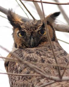 Wingsdomain Thanks Art And Photo Collector From Maynard MA Who Purchased A Fine Gliclee Print Of Portrait Of A Great Horned Owl