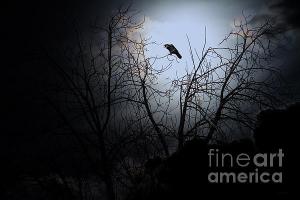 The Night The Raven Entered My Dreams . By Wingsdomain.com Art And Photography