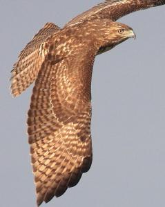 Wingsdomain Thanks Art And Photo Collector From Sarasota FL Who Purchased A Fine Art Gliclee Print Of Wings Of A Red Tailed Hawk