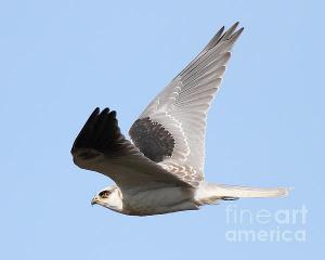 Flight Of The White-Tailed Kite Hawk . By Wingsdomain.com