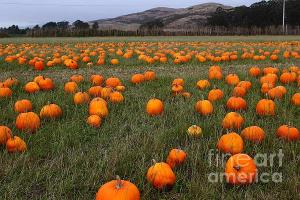 Wingsdomain Thanks Art And Photo Collector From Quesnel BC Who Purchased A Fine Art Gliclee Print Of Halloween Pumpkin Patch